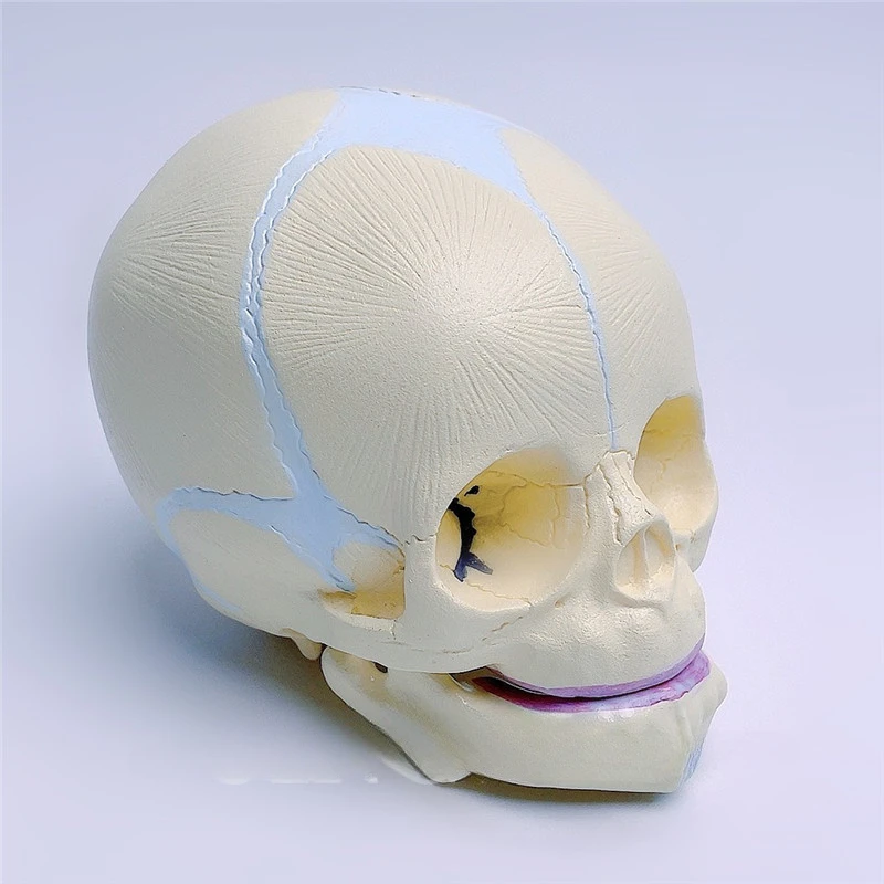 Infant Skull Model Fetal Skull Human Bone Model Skull Skull Model Infant Skull Medical Teaching
Infant Skull Model Fetal Skull Human Bone Model Skull Skull Model Infant Skull Medical Teaching