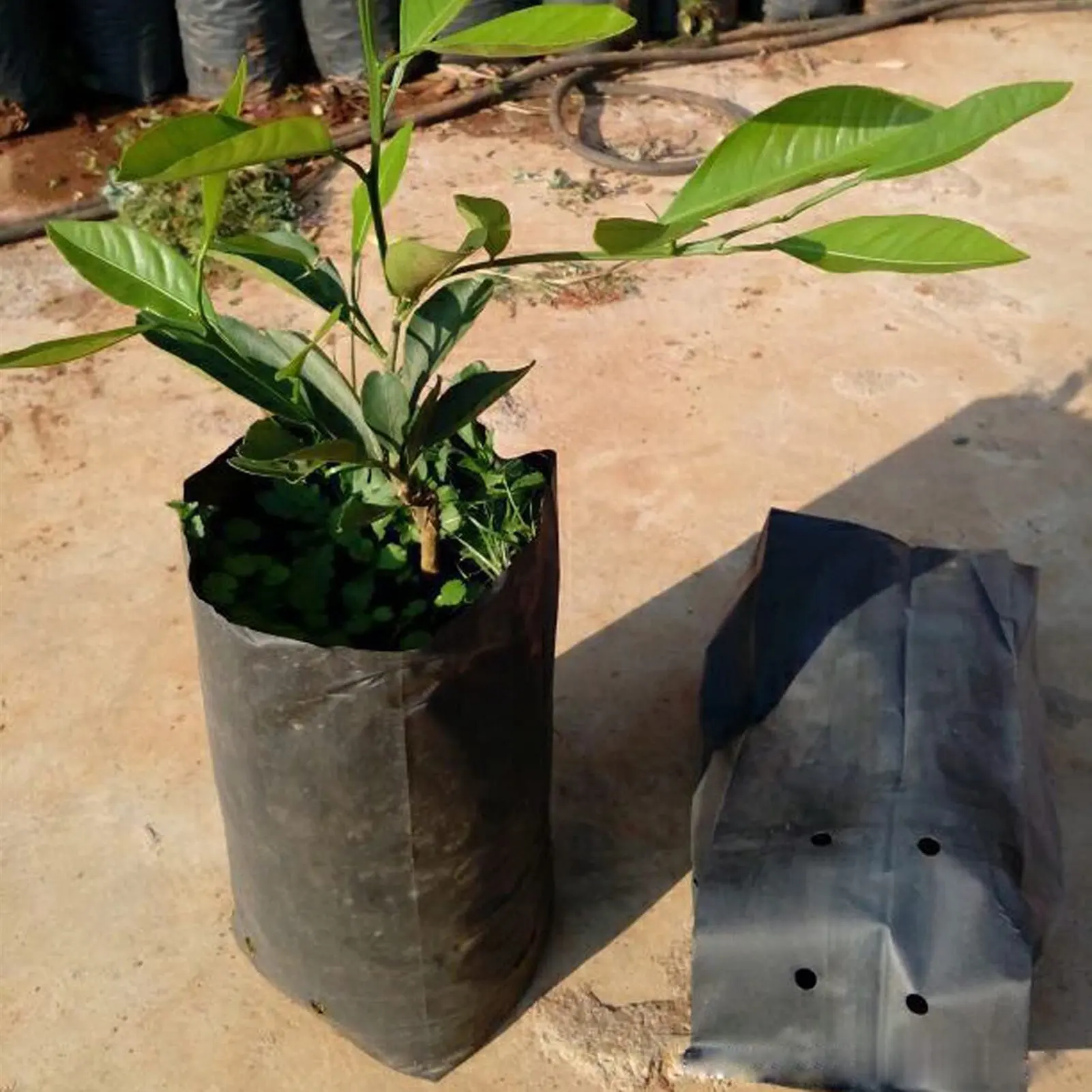 100Pcs Plant Grow Bags Degradable Flower Vegetable Planting Bags Breathable Plant Seeding Bags Grow Bags
100Pcs Plant Grow Bags Degradable Flower Vegetable Planting Bags Breathable Plant Seeding Bags Grow Bags