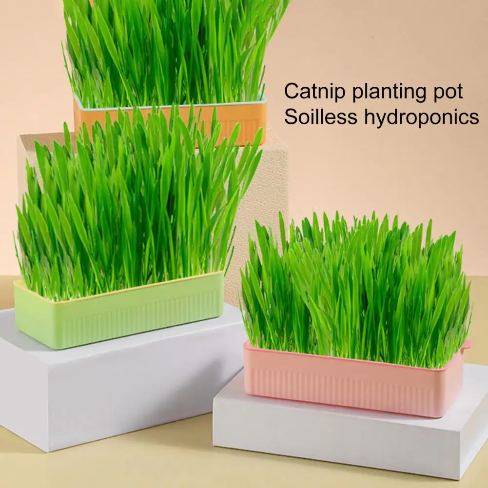 Cat Grass Tray Contrast Color Heightened Hydroponic Plant Growing Pot Reusable Cat Grass Growing Pot Planting Accessories
Cat Grass Tray Contrast Color Heightened Hydroponic Plant Growing Pot Reusable Cat Grass Growing Pot Planting Accessories