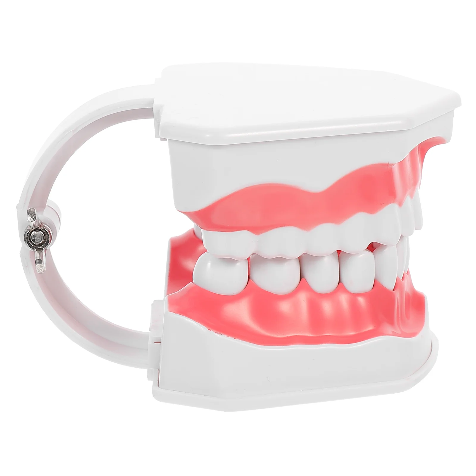 Full Teeth Teaching Model Tool Denture Teeth Display Model with Toothbrush 
Full Teeth Teaching Model Tool Denture Teeth Display Model with Toothbrush
