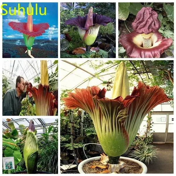 Новое поступление 2023, 100 шт., ароматизатор Titan arum, садовый Декор для дома, фруктовое цветочное растение
Новое поступление 2023, 100 шт., ароматизатор Titan arum, садовый Декор для дома, фруктовое цветочное растение