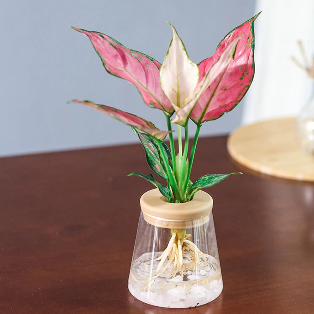 2pcs Clear Automatic Water Absorption Self Watering Hydroponic Flower Pot Planter Home Office Decorative Garden Supplies
2pcs Clear Automatic Water Absorption Self Watering Hydroponic Flower Pot Planter Home Office Decorative Garden Supplies