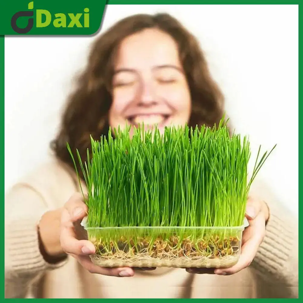 Transparent Economic Pot Grow Box Thermostability Sprouts Growing Tray Durable Reusable Germinating Nursery Gardening Tools
Transparent Economic Pot Grow Box Thermostability Sprouts Growing Tray Durable Reusable Germinating Nursery Gardening Tools