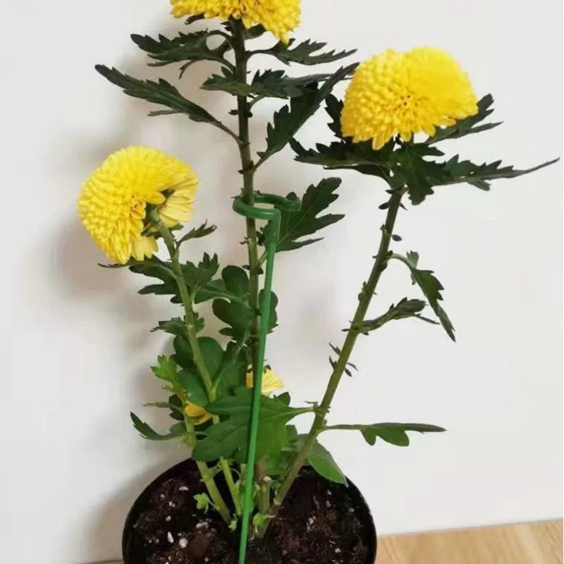 Plants Support Rods Bracket Stake 10 Pcs Single Stem Floral shaped support rod Fixed anti-lodging leaf guard Garden Bonsai
Plants Support Rods Bracket Stake 10 Pcs Single Stem Floral shaped support rod Fixed anti-lodging leaf guard Garden Bonsai