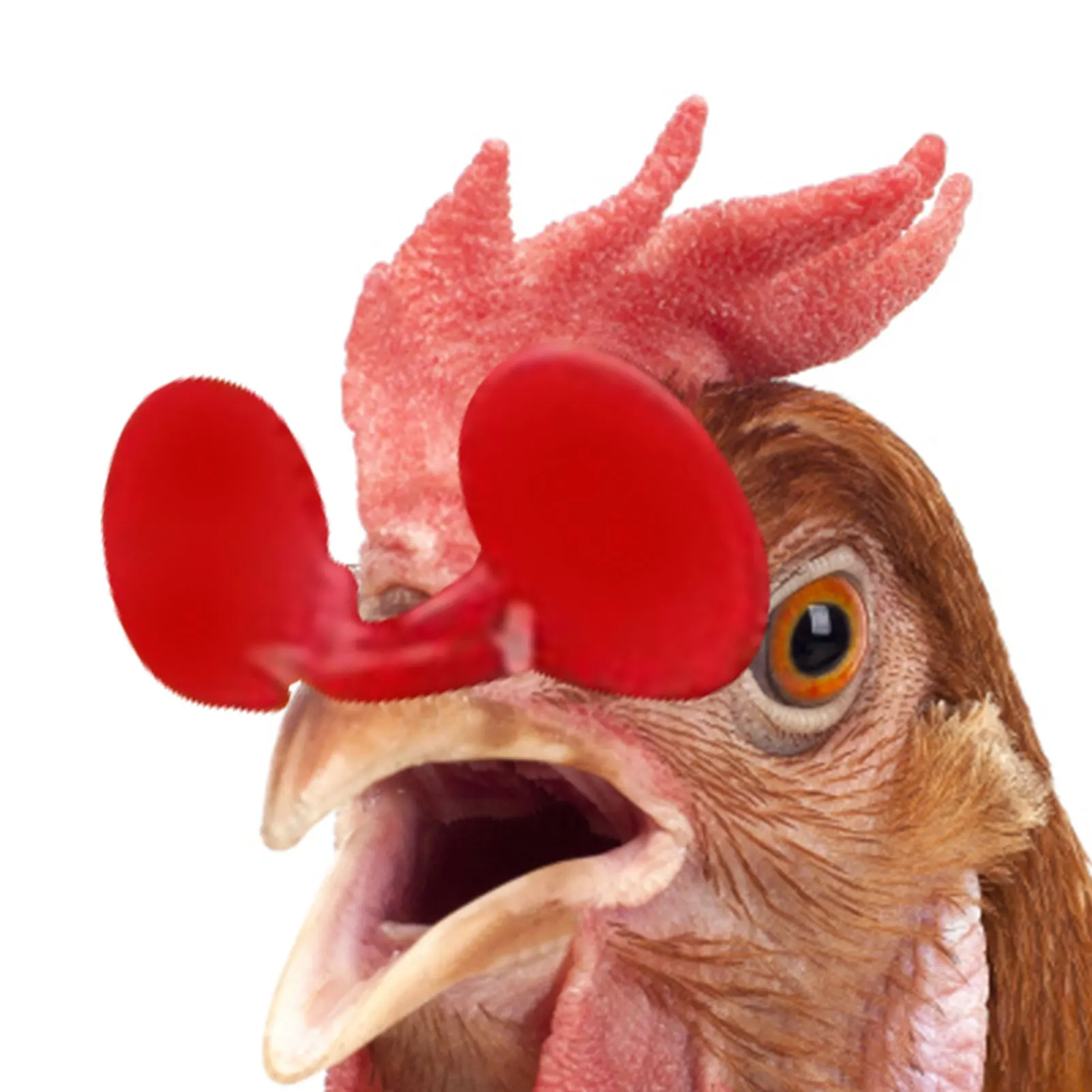 60pcs Chicken Eye Glasses 60 Pieces Chicken Spectacles Pheasant Protector Anti-pecking Rooster Hen Blinders Chicken Supplies
60pcs Chicken Eye Glasses 60 Pieces Chicken Spectacles Pheasant Protector Anti-pecking Rooster Hen Blinders Chicken Supplies