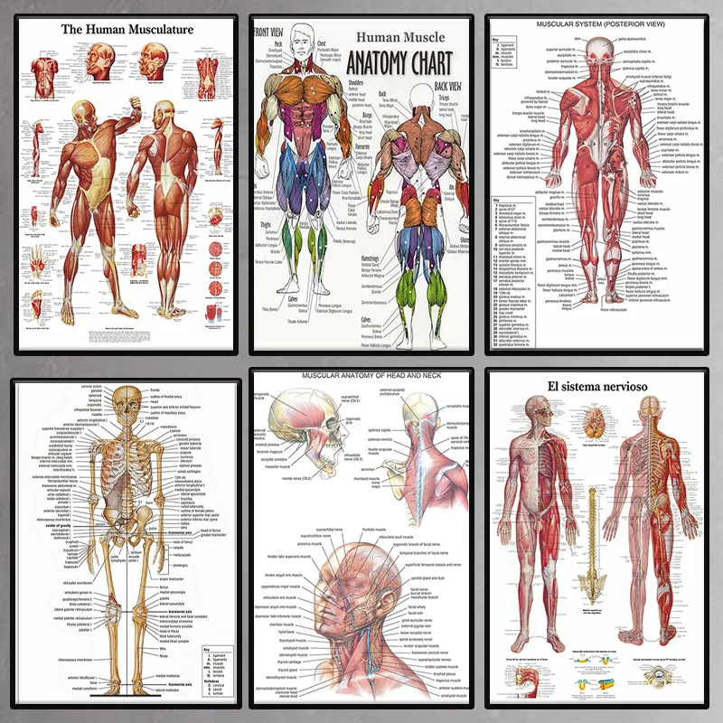

Human Muscles Anatomy Medical Clinic Image Wall Skeleton Organ System Printing Wall Art Body Education HD Poster Canvas Painting
