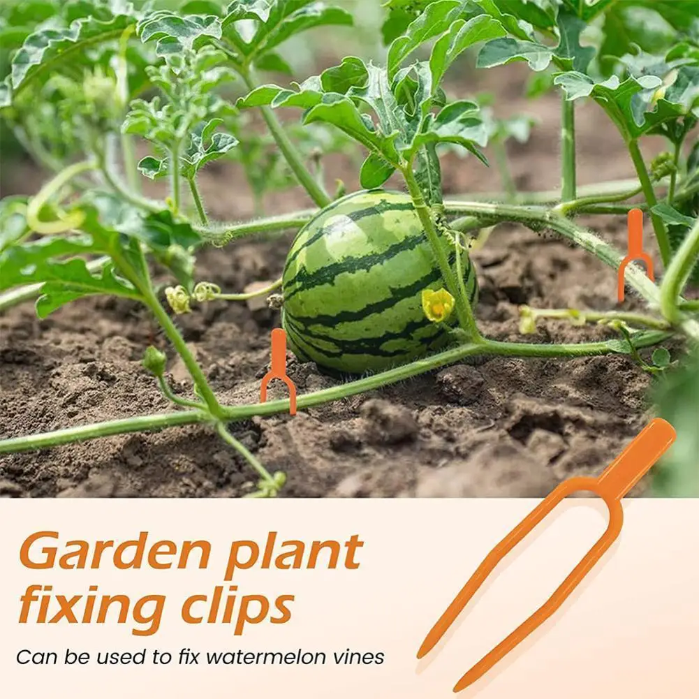 50pcs Plant Stem Stolon Fixator 50mm 65mm Garden Strawberry Clip Watermelon Fastening Clamp Fixture Planting Support Fork P R0v4
50pcs Plant Stem Stolon Fixator 50mm 65mm Garden Strawberry Clip Watermelon Fastening Clamp Fixture Planting Support Fork P R0v4