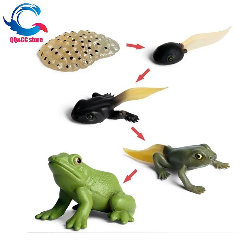 Kids Cognitive Educational Toys Simulation Animal Insect Model Mini Animal Butterfly Growth Cycle Ornaments Simulation Set Toys
Kids Cognitive Educational Toys Simulation Animal Insect Model Mini Animal Butterfly Growth Cycle Ornaments Simulation Set Toys