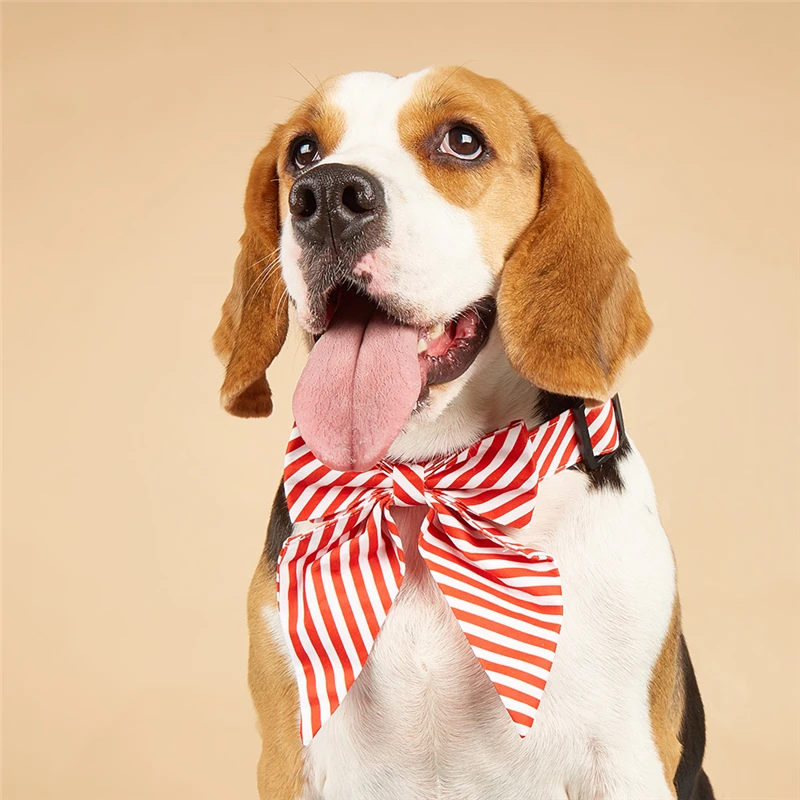 Галстук-бабочка рождественские аксессуары для собак полосатый принт джентльменский собачий ошейник Регулируемая пряжка аксессуары для домашних животных элегантный модный галстук-бабочка
Галстук-бабочка рождественские аксессуары для собак полосатый принт джентльменский собачий ошейник Регулируемая пряжка аксессуары для домашних животных элегантный модный галстук-бабочка
