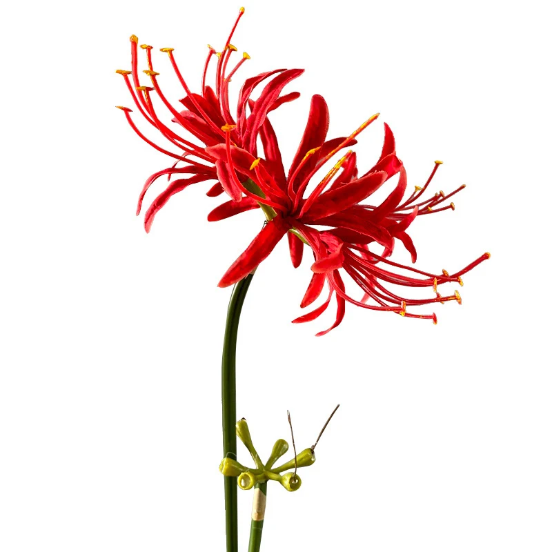 Beautiful Red Spider Lily Stems Artificial Higan Flower Long Branch for Wedding Home Garden Outdoor Decor Flores Photography 
Beautiful Red Spider Lily Stems Artificial Higan Flower Long Branch for Wedding Home Garden Outdoor Decor Flores Photography