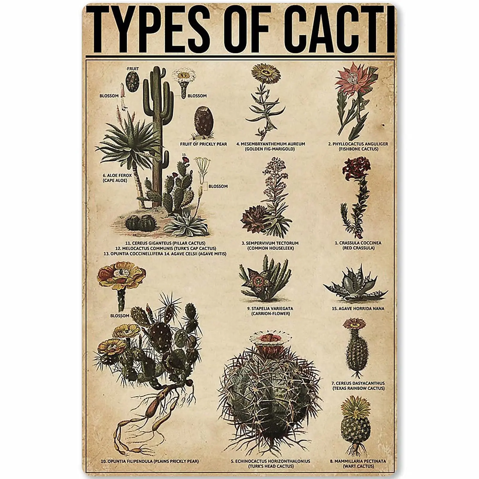Veidsuh Types of Cacti Vintage Novelty Funny Home Bathroom Cottage Farm Rustic Man Cave Parlor Retro Tin Sign Mural Wall Decor
Veidsuh Types of Cacti Vintage Novelty Funny Home Bathroom Cottage Farm Rustic Man Cave Parlor Retro Tin Sign Mural Wall Decor