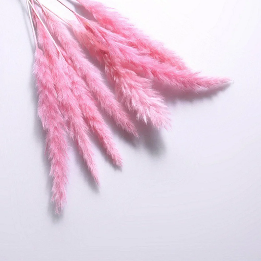 15PCS Dried Reed Flower Artificial Dried Pampas Grass Phragmites Communis Bunch Natural Home Wedding Decoration Party Backdrop
15PCS Dried Reed Flower Artificial Dried Pampas Grass Phragmites Communis Bunch Natural Home Wedding Decoration Party Backdrop