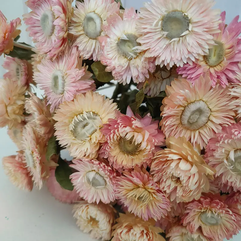 

20Pcs Chrysanthemum Strawflower Home Decoration Photography Diy Flowers Material Real Daisy Flower for Arrangement