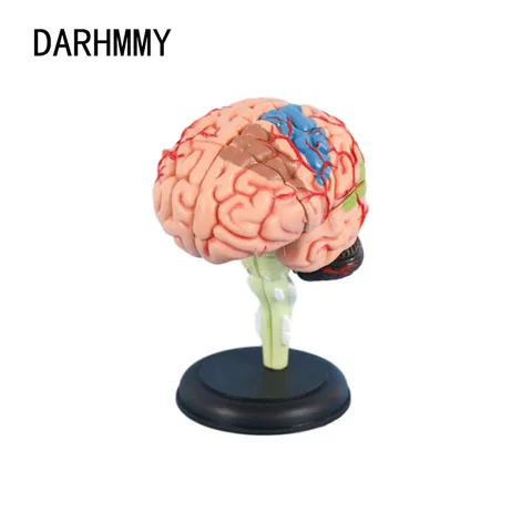 Медицинская съемная модель DARHMMY 4D, собранная модель, конструкция мозга, анатомия, модель мозга, анатомия, медицинский обучающий инструмент