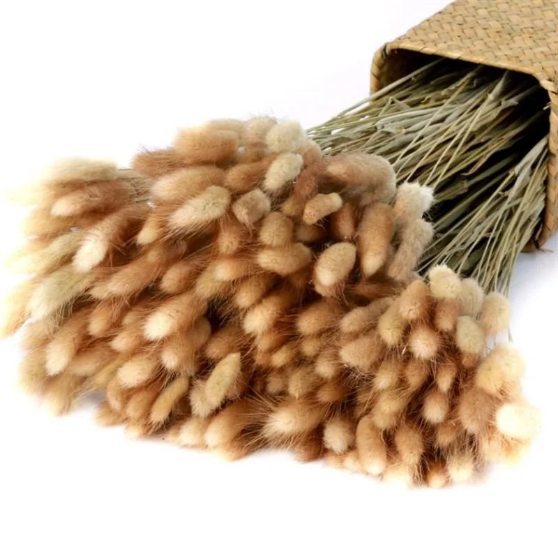 50Pcs/Lot Dried Flowers Rabbit Bunny Tail Grass Pampas Grass Natural Plants Bouquet Lagurus Ovatus Wedding Christmas Decoration
50Pcs/Lot Dried Flowers Rabbit Bunny Tail Grass Pampas Grass Natural Plants Bouquet Lagurus Ovatus Wedding Christmas Decoration