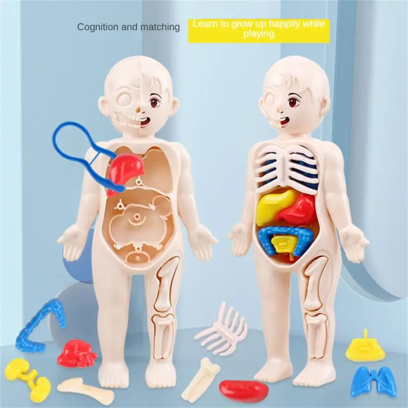 Diy Human Organ Structure Model Childrens Early Education
Diy Human Organ Structure Model Childrens Early Education