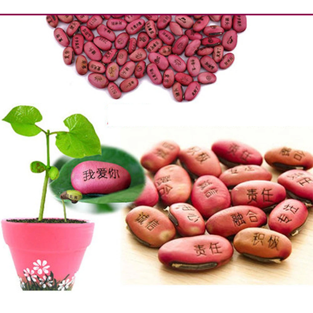 

Magic Lettering Bean Seed Magical Beans Seeds Mini Plants With Words Printed Desktop Planting Potted Plants Soil Flowerpot 2PCS