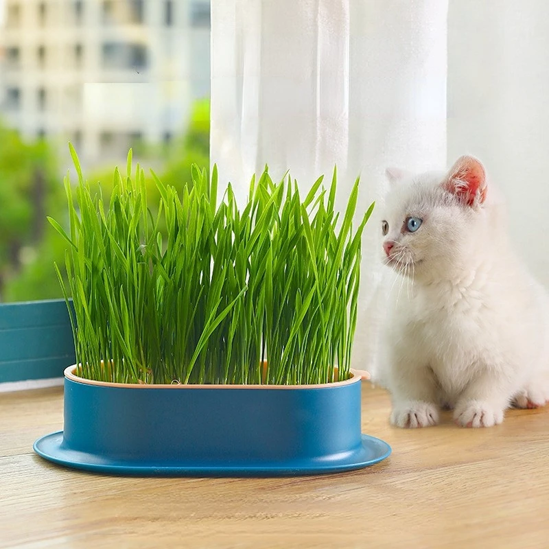 

1set Pet Cat Sprout Dish Growing Pot Hydroponic Plant Cat Grass Germination Digestion Starter Dish Greenhouse Grow Box Plant Pot