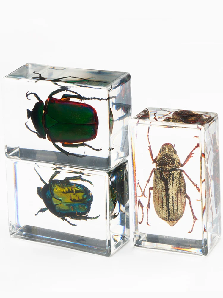 Insect Specimen Model Resin Spiders Beetles Scorpio Specimen Educational Toys for Children Home Decoration Crafts Gifts Ornament
Insect Specimen Model Resin Spiders Beetles Scorpio Specimen Educational Toys for Children Home Decoration Crafts Gifts Ornament