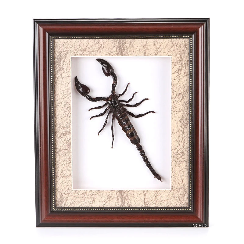 Really Scorpion Insect Specimen Toy Arthropoda Suitable for Medical Academic Teaching Research Insect Collection Gift for Man
Really Scorpion Insect Specimen Toy Arthropoda Suitable for Medical Academic Teaching Research Insect Collection Gift for Man