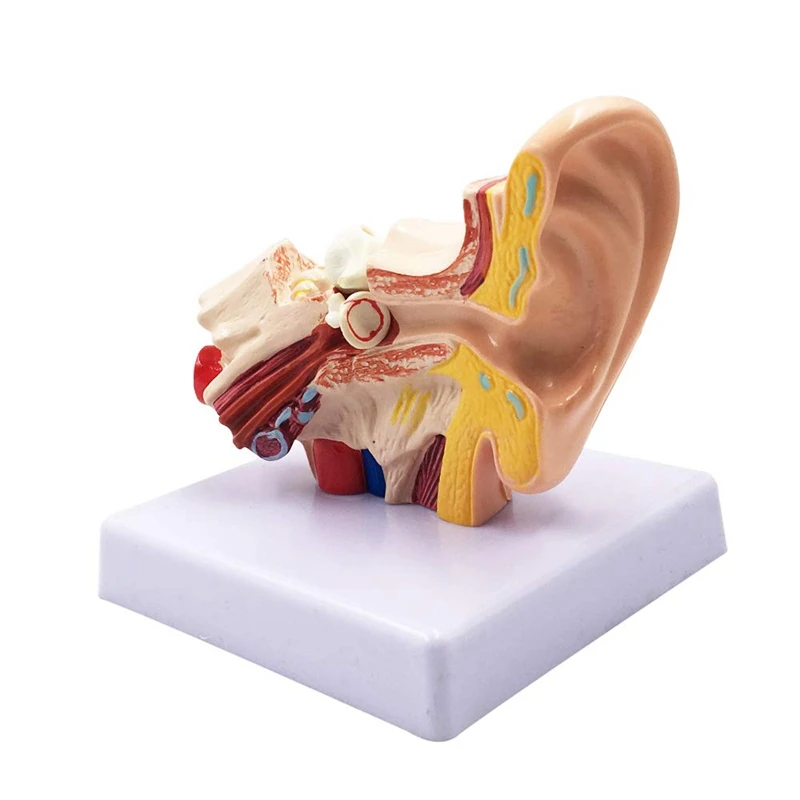 1.5X Human Ear Anatomy Model - Professional Desktop Inner Ear Structure Simulation Model for Education
1.5X Human Ear Anatomy Model - Professional Desktop Inner Ear Structure Simulation Model for Education
