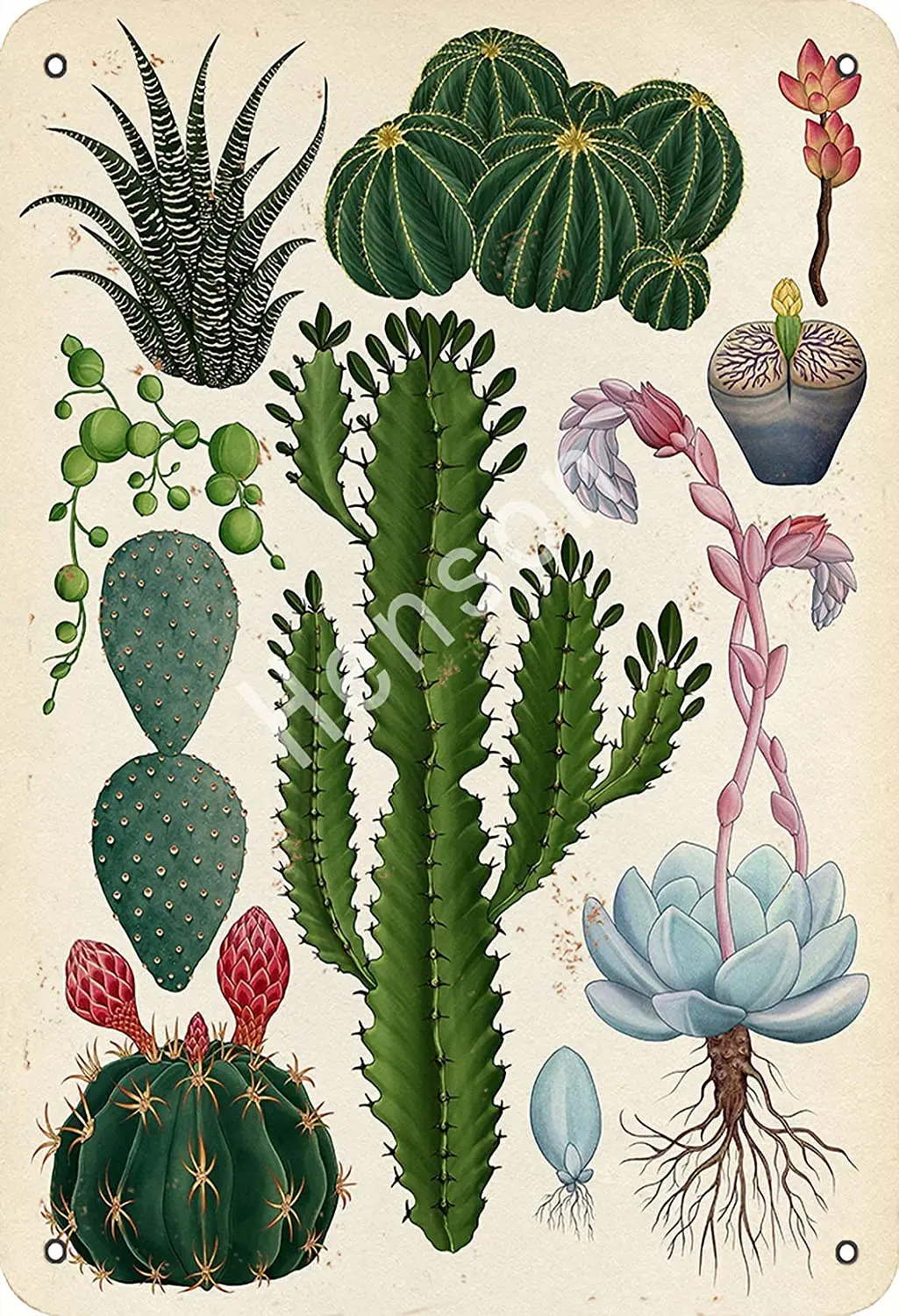 Vintage Tin Sign Cacti Succulents Metal Wall Panel Retro Art Decoration for Home Club Cabin Garage Store Bar Cafe Farm
Vintage Tin Sign Cacti Succulents Metal Wall Panel Retro Art Decoration for Home Club Cabin Garage Store Bar Cafe Farm