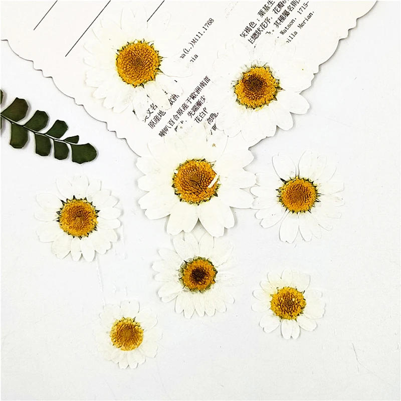 Jewelry Making Natural White Crystal Chrysanthemum Plant Specimen Dried Flower Embossed Real Flower Sticker Glue Resin Filling
Jewelry Making Natural White Crystal Chrysanthemum Plant Specimen Dried Flower Embossed Real Flower Sticker Glue Resin Filling