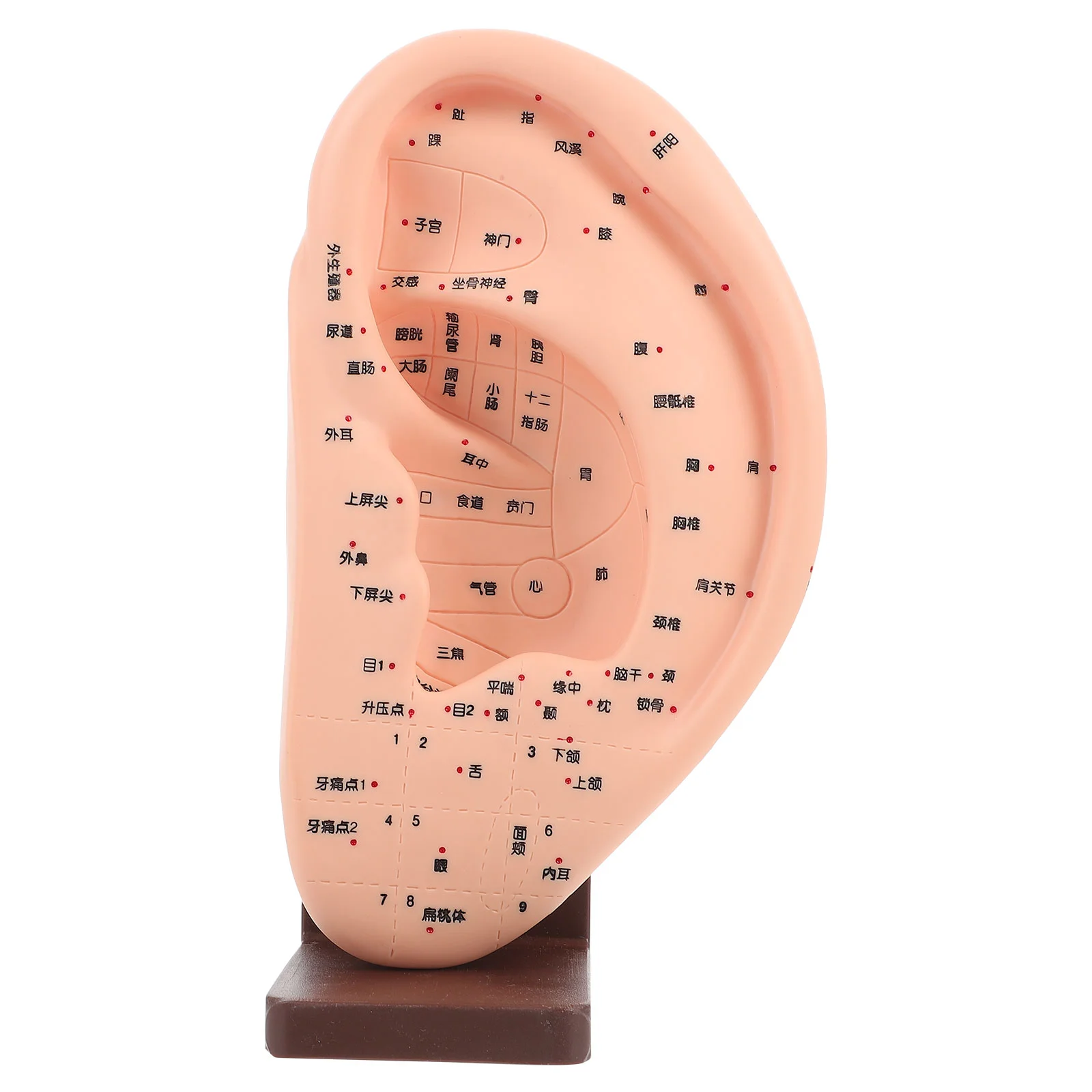 Ear Massage Model Acupoint Learning Display Silicone Tools Base Vinyl Reflection Area Mould
Ear Massage Model Acupoint Learning Display Silicone Tools Base Vinyl Reflection Area Mould