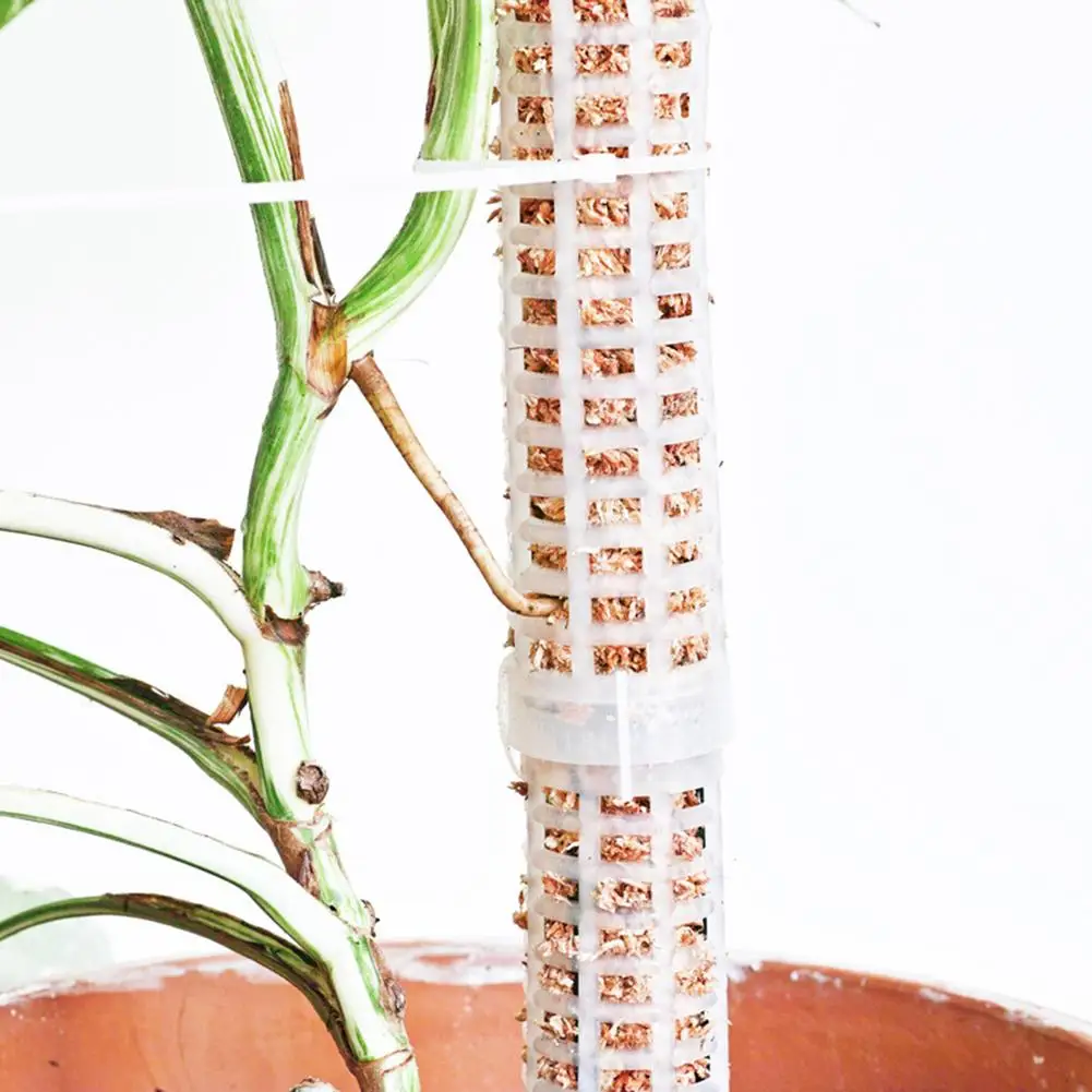 Climbing Plant Pole Sphagnum Moss Stick Plant Growing Support Water-retaining Fertilizer-rich Coconut Palm Stick Garden Planting
Climbing Plant Pole Sphagnum Moss Stick Plant Growing Support Water-retaining Fertilizer-rich Coconut Palm Stick Garden Planting