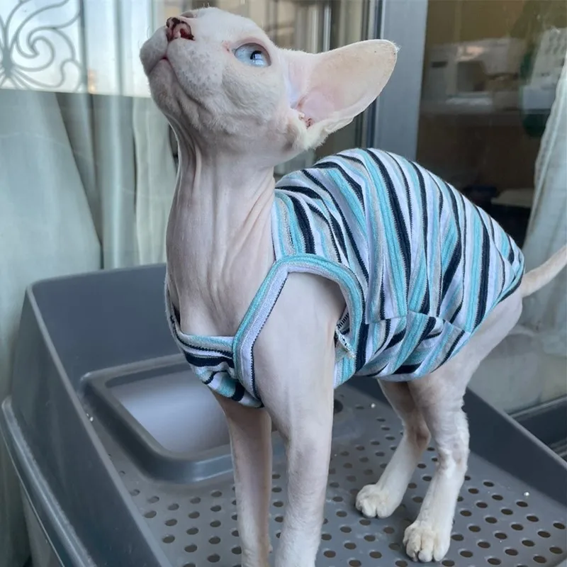 Sphynx Cat Striped Camisole Vest Hairless Cat Clothes Devon Rex Comfort Cotton Coat in Summmer Outwear For Pet supplies
Sphynx Cat Striped Camisole Vest Hairless Cat Clothes Devon Rex Comfort Cotton Coat in Summmer Outwear For Pet supplies