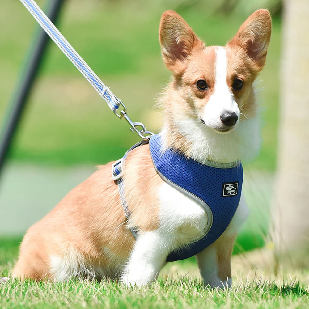 Pet Dog Cat Traction Rope Anti-Breaking Off Adjustable Chest Strap Small Dog Walking Dog Cat Rope Chain
Pet Dog Cat Traction Rope Anti-Breaking Off Adjustable Chest Strap Small Dog Walking Dog Cat Rope Chain