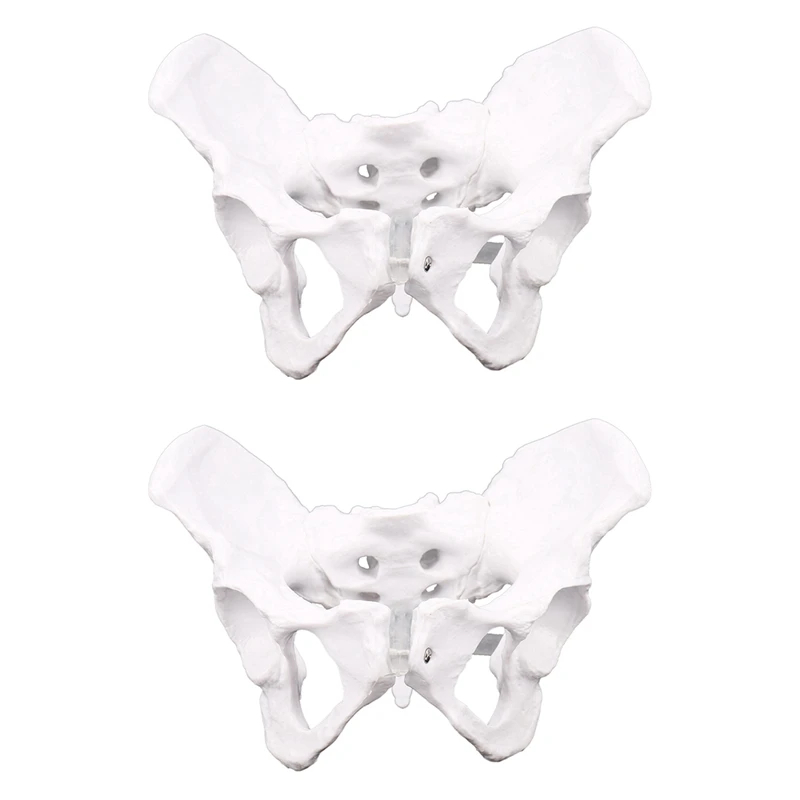 2X Female Anatomy Pelvis Pelvic Skeleton Throat Anatomical Anatomy Skull Sculpture Head Body Model
2X Female Anatomy Pelvis Pelvic Skeleton Throat Anatomical Anatomy Skull Sculpture Head Body Model
