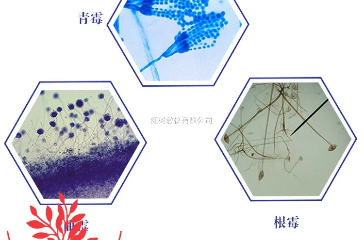 10PCS Microscope Section Mold Penicillium Aspergillus Yeast Rhizopus Nigricans Bacteria Section Lactobacillus Mucor
10PCS Microscope Section Mold Penicillium Aspergillus Yeast Rhizopus Nigricans Bacteria Section Lactobacillus Mucor