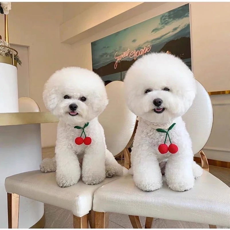 Pet Scarf Spit Towel Cat And Dog Knitting Pose Cute Collar Kitten Bib Hand-Knitted Scarf Ins Pet Supplies Dog Cat Grooming
Pet Scarf Spit Towel Cat And Dog Knitting Pose Cute Collar Kitten Bib Hand-Knitted Scarf Ins Pet Supplies Dog Cat Grooming