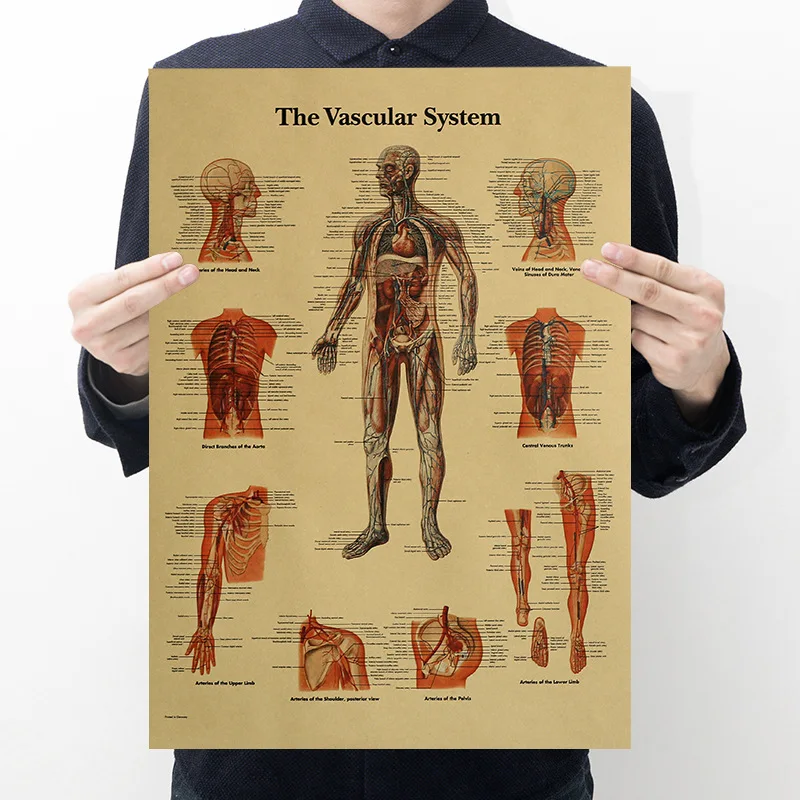 Human Anatomy - Vascular system -Kraft Paper Poster Home Room Wall Decoration Painting 50.5x35cm
Human Anatomy - Vascular system -Kraft Paper Poster Home Room Wall Decoration Painting 50.5x35cm