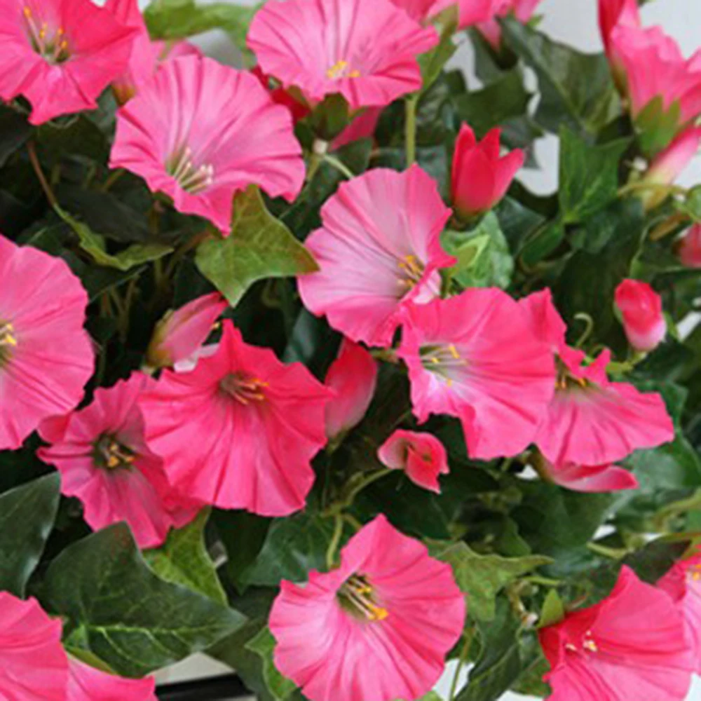 Fashion High quality New Artificial Morning Glory Vine Decor Petunia Wedding Fake Flowers Garden Shop Silk cloth
Fashion High quality New Artificial Morning Glory Vine Decor Petunia Wedding Fake Flowers Garden Shop Silk cloth