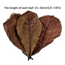 20pcs Almond Leaves Natural Fish Aquarium Tank Water Conditioner Catappa Indians Almond Leaves For Fish Tank Pond decoration