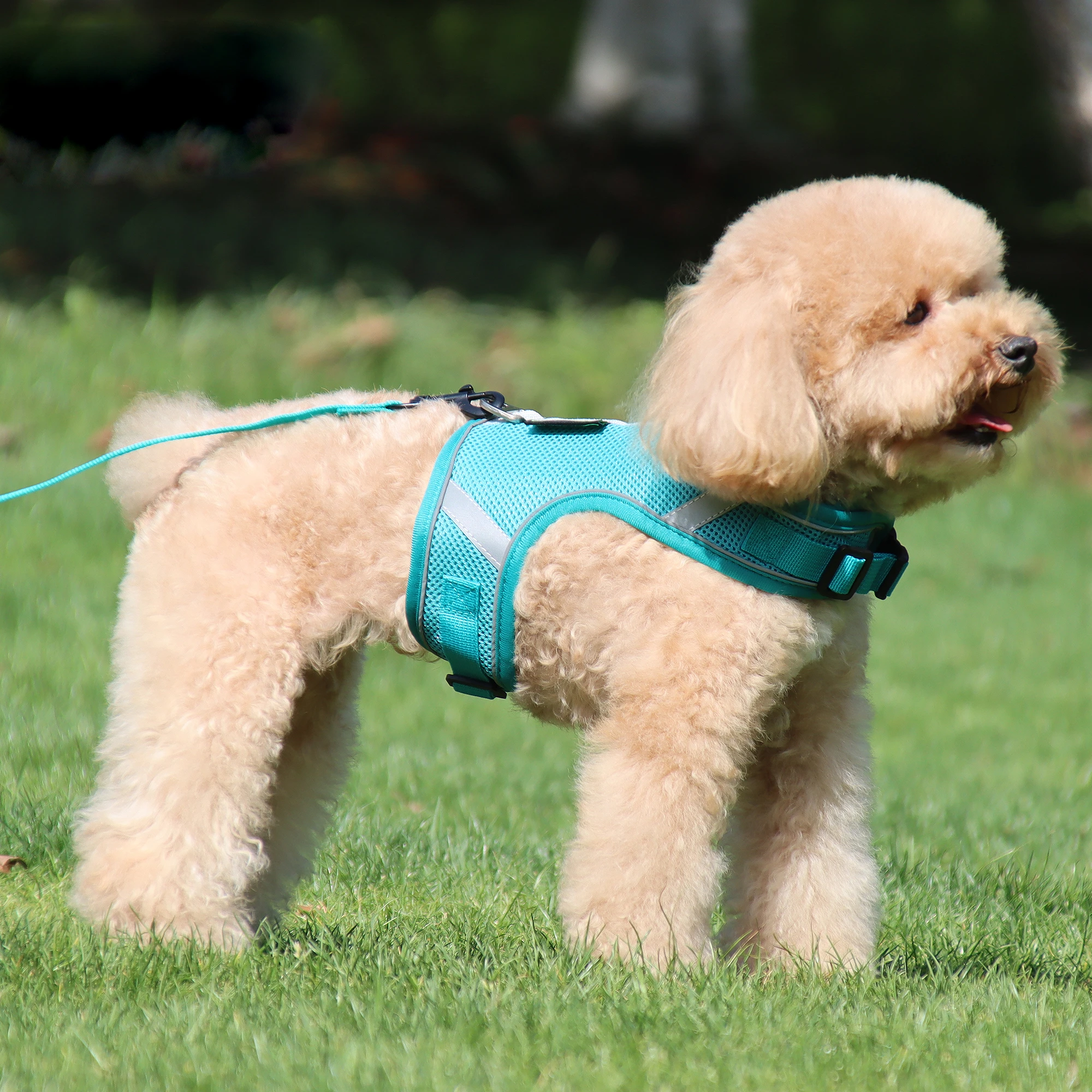 harness accessories Dog Harness Breathable Reflective Pet Harness Vest For Small Large Dog Outdoor Running Dogs Training
harness accessories Dog Harness Breathable Reflective Pet Harness Vest For Small Large Dog Outdoor Running Dogs Training