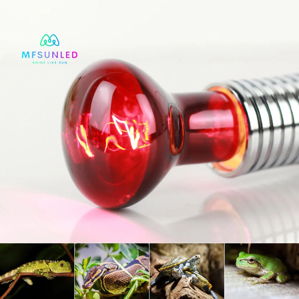 R63\R80\R95 Infrared Light Bulb Heating Insulation 60W Crawler Lamp Amphibian Bulb Lizard Frog Tortoise Snake 220V
R63\R80\R95 Infrared Light Bulb Heating Insulation 60W Crawler Lamp Amphibian Bulb Lizard Frog Tortoise Snake 220V