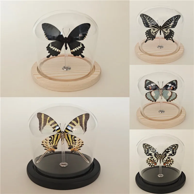 Real Butterfly Specimens Insect Specimens Glass Cover Crystal Ball Ornament Gift Gift Children Art Teaching
Real Butterfly Specimens Insect Specimens Glass Cover Crystal Ball Ornament Gift Gift Children Art Teaching