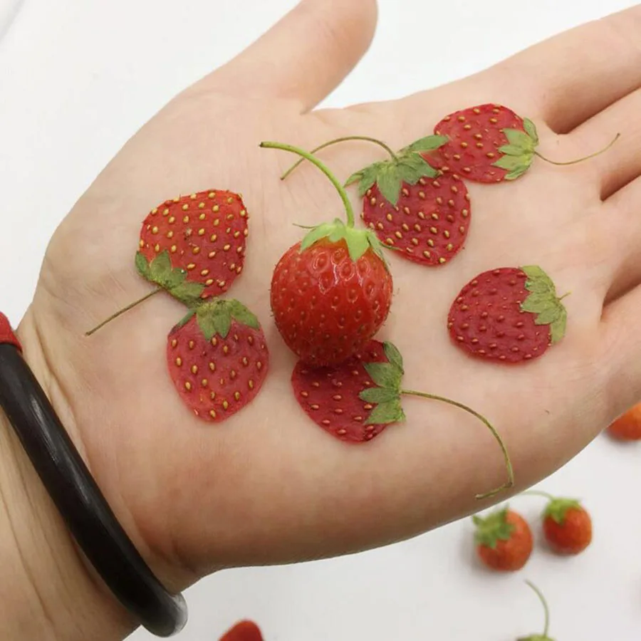 5pcs Dried Pressed Mini Fruit Strawberry Skin Slices Plant Herbarium For Jewelry Photo Frame Phone Case Bookmark Making DIY
5pcs Dried Pressed Mini Fruit Strawberry Skin Slices Plant Herbarium For Jewelry Photo Frame Phone Case Bookmark Making DIY