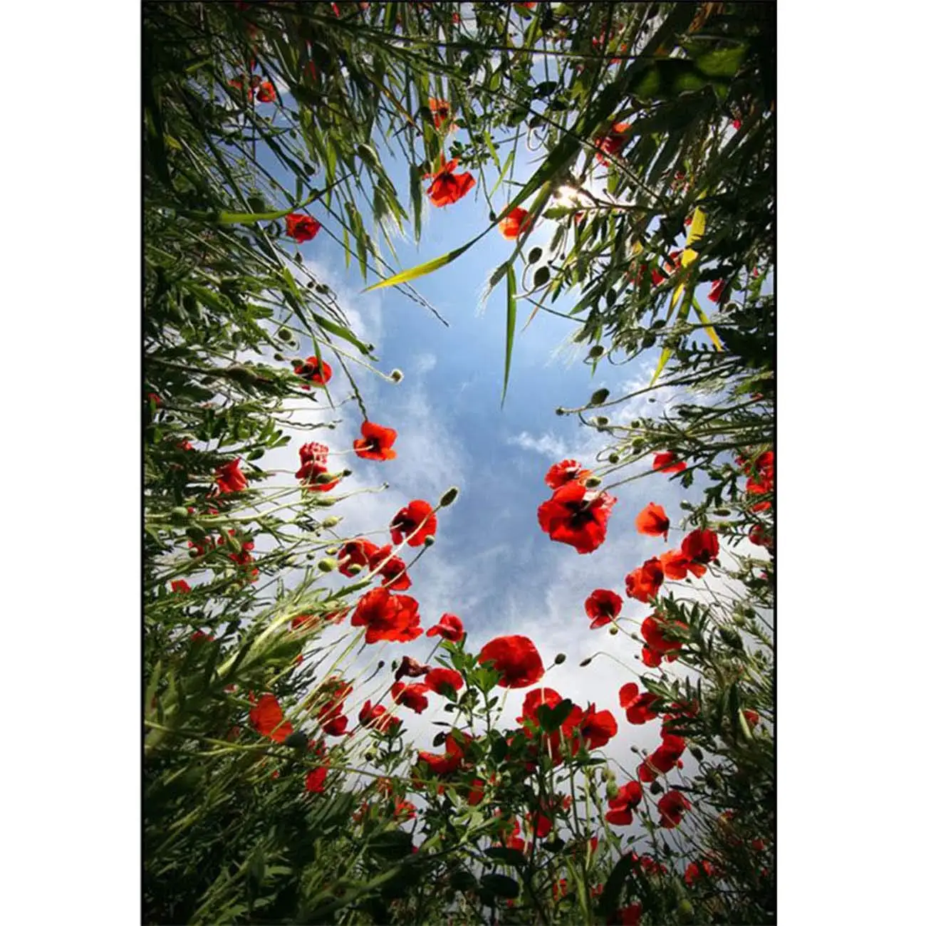 5D Diamond Painting The Flowers and Plants Full Drill by Number Kits for Adults, DIY Diamond Set Arts Craft Decorations a0744
5D Diamond Painting The Flowers and Plants Full Drill by Number Kits for Adults, DIY Diamond Set Arts Craft Decorations a0744