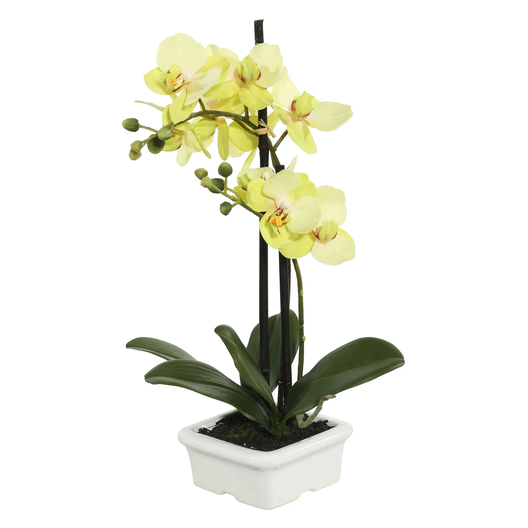 Everyday 15.5" Indoor Artificial Green Orchid - White Ceramic Container - Decorative Arrangement Of Durable Plastic For Home Or
Everyday 15.5" Indoor Artificial Green Orchid - White Ceramic Container - Decorative Arrangement Of Durable Plastic For Home Or
