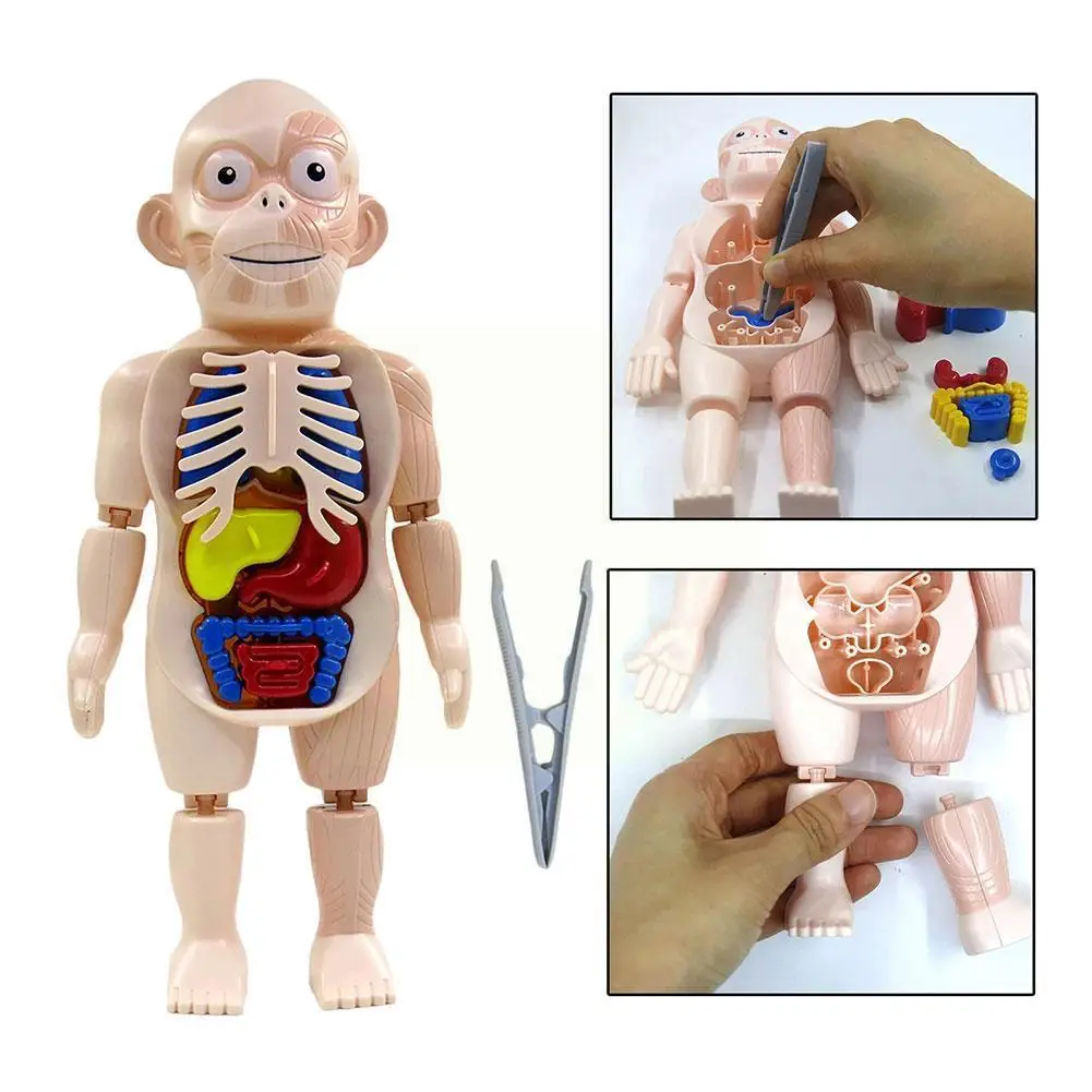 Human Body Anatomy Model Assembly Learning Diy Demonstration Learning Toys Anatomy Educational Display Tools Children Teach X7m6
Human Body Anatomy Model Assembly Learning Diy Demonstration Learning Toys Anatomy Educational Display Tools Children Teach X7m6