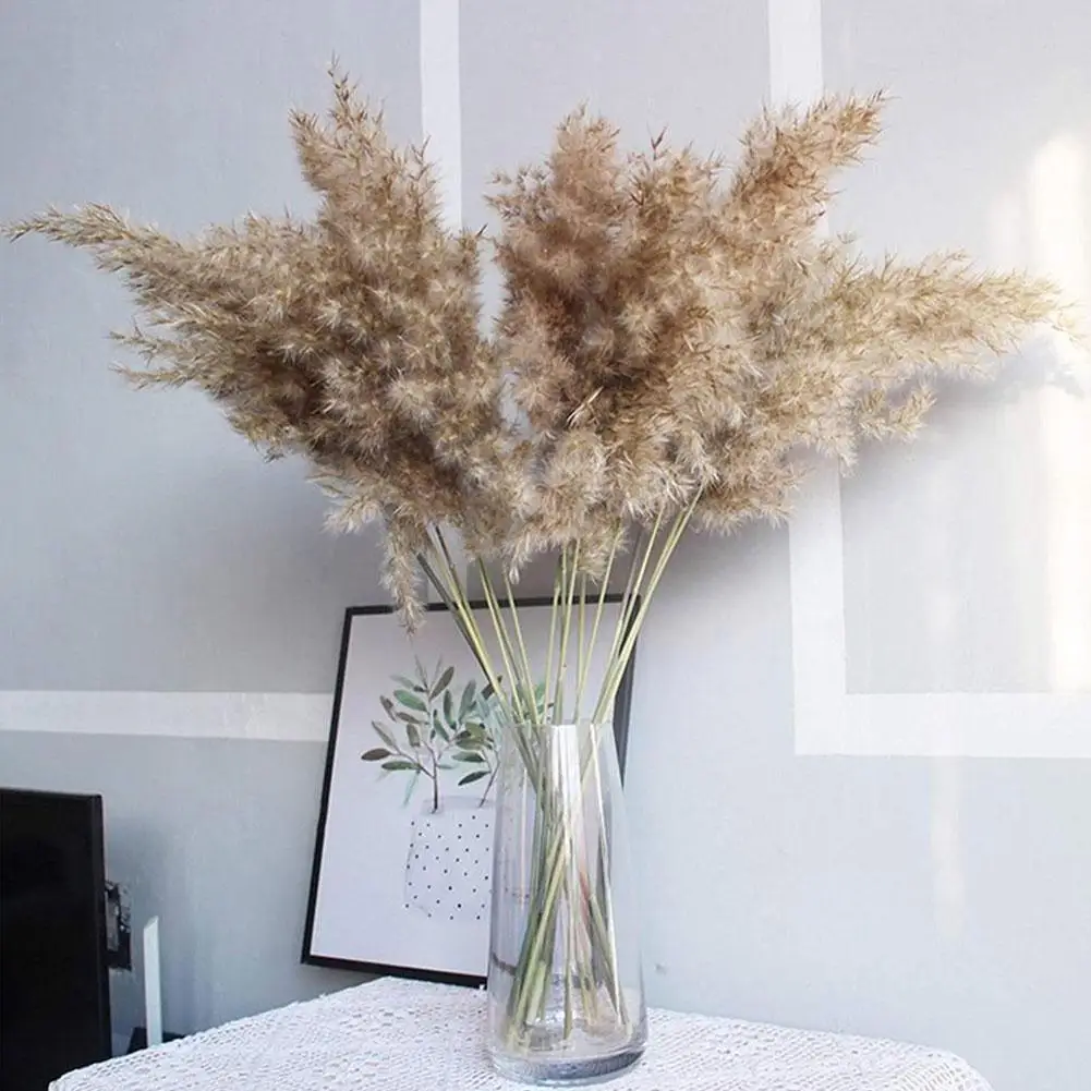 Natural Dry Flower Durable Not Easy To Fade Real Flower Flower Flower Reed Reed Dried Decoration Wedding Bouquet Sunny Drie O7s5
Natural Dry Flower Durable Not Easy To Fade Real Flower Flower Flower Reed Reed Dried Decoration Wedding Bouquet Sunny Drie O7s5