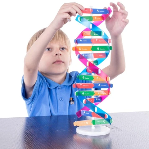 Блок Монтессори, обучающая ДНК-конструкция, головоломка, сенсорный штабелирование, модель человеческого гена, сборка, научная игрушка