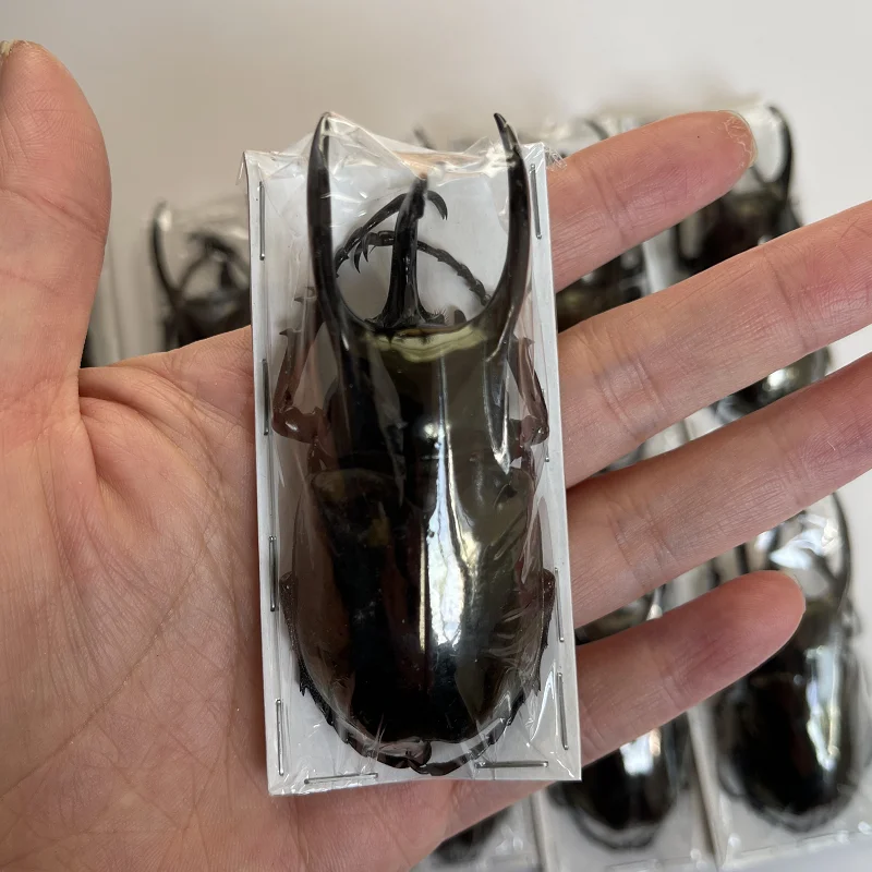 Real Insect Specimen Chalcosoma Atlas Keyboh Steampunk Insect Teaching Research Collection Hobby DIY Crafts Home Decoration 
Real Insect Specimen Chalcosoma Atlas Keyboh Steampunk Insect Teaching Research Collection Hobby DIY Crafts Home Decoration