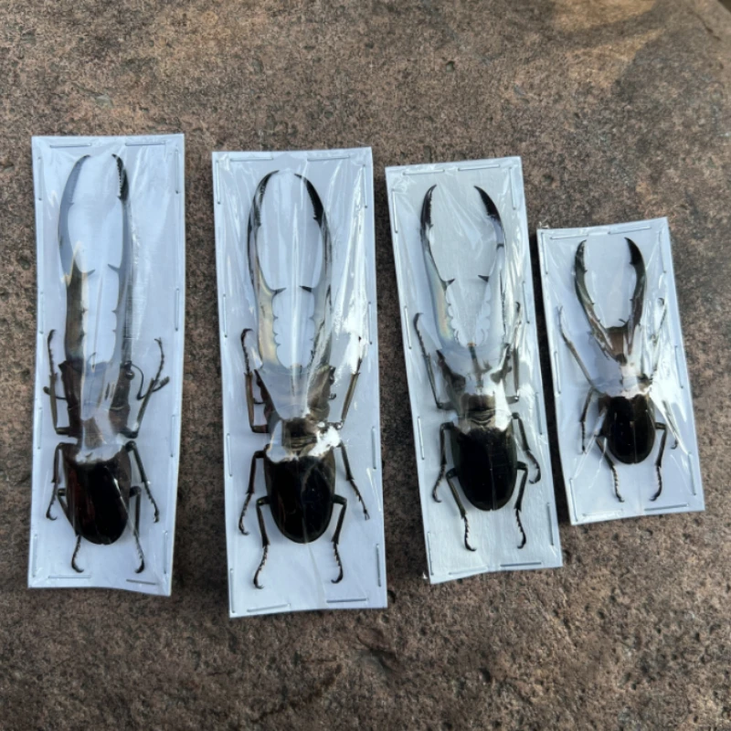 Cyclommatus metallifer finae Real insect specimen steam insect photography collection natural gift home decor hobby collection
Cyclommatus metallifer finae Real insect specimen steam insect photography collection natural gift home decor hobby collection