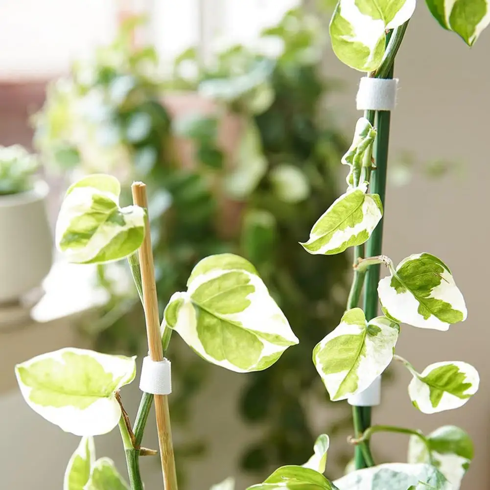 Plant Tape High Quality Wear-Resistant Lightweight Hook Loop Garden Supports Bamboo Cane Wrap Tie for Plants
Plant Tape High Quality Wear-Resistant Lightweight Hook Loop Garden Supports Bamboo Cane Wrap Tie for Plants