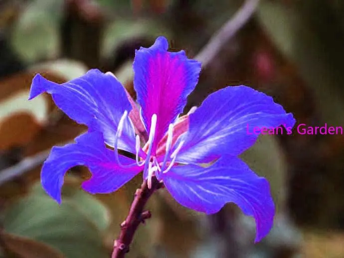 100 шт., цветы баухинии для украшения дома
100 шт., цветы баухинии для украшения дома